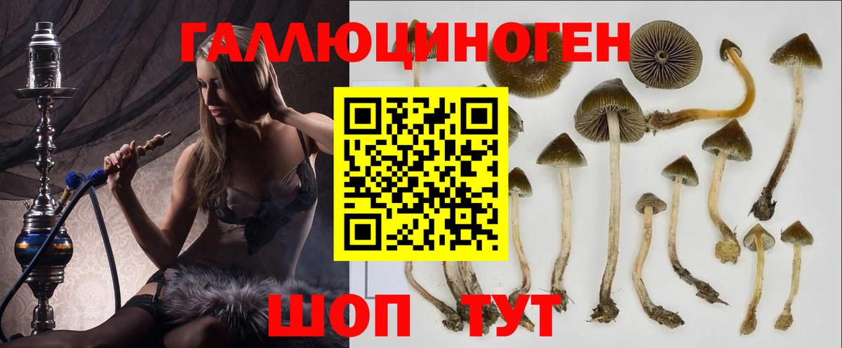 Сибай  Галлюциногенные грибы Psilocybine cubensis  Вход с VPN 